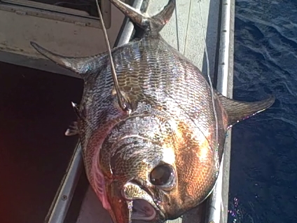 sep_04_2011__fishid_218.jpg