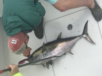 Experience the thrill of offshore fishing.