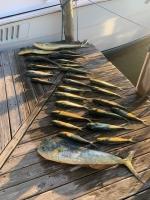 Experience the thrill of offshore fishing.